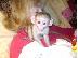 PoulaTo: διαθέσιμους πιθήκους καπουκίνης / capuchin monkeys